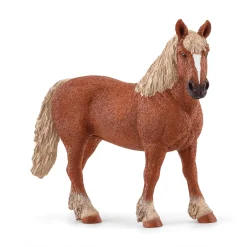 Belgische Zuchtstute