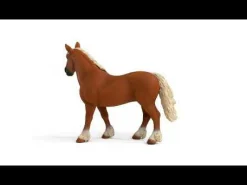 Belgische Zuchtstute