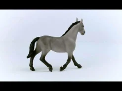 Cheval de Selle Francais Stute