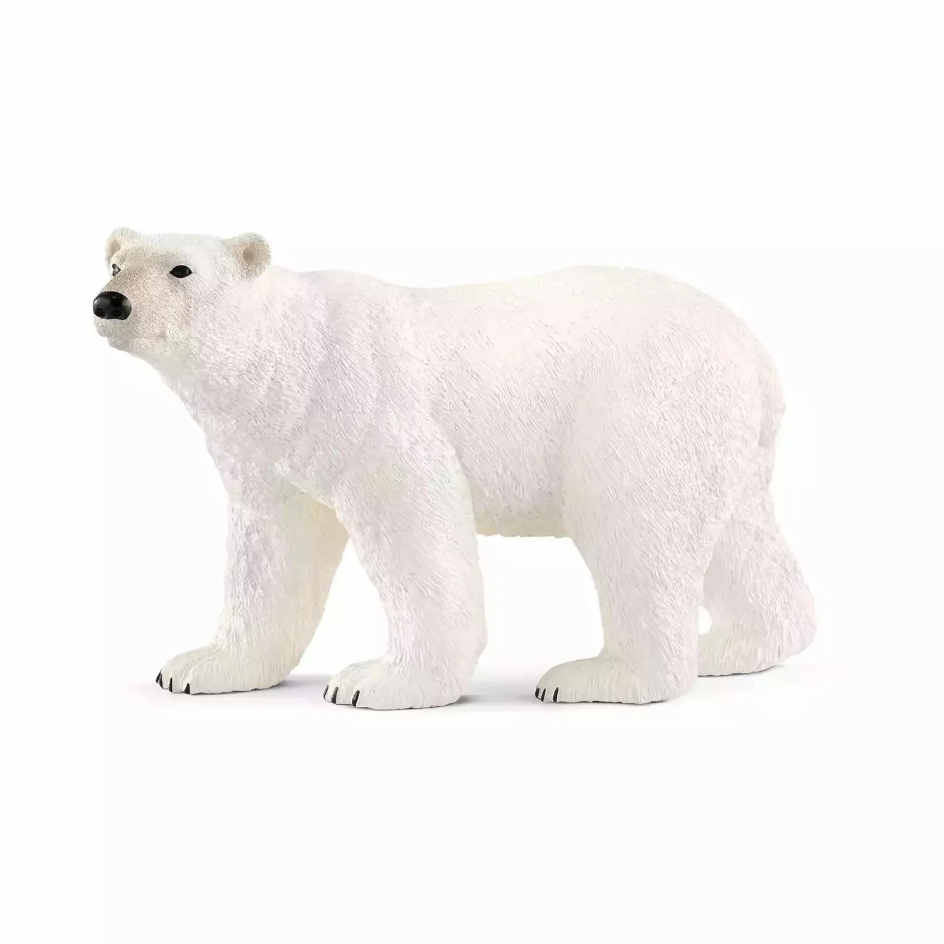 Eisbär